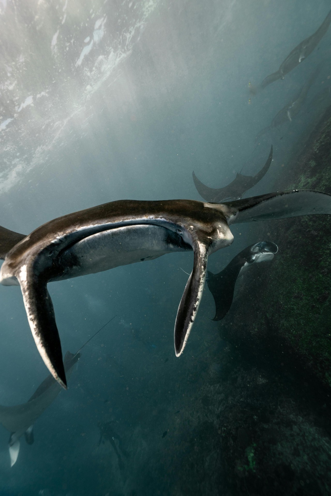 Ballena jorobada en aguas ecuatorianas