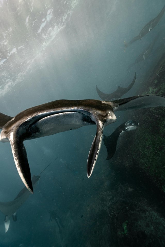 Ballena jorobada en aguas ecuatorianas