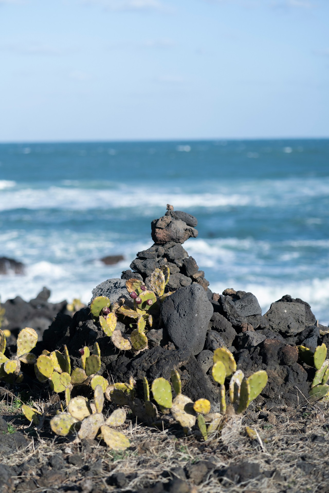 Costa rocosa de Galápagos con iguana marina y vegetación endémica