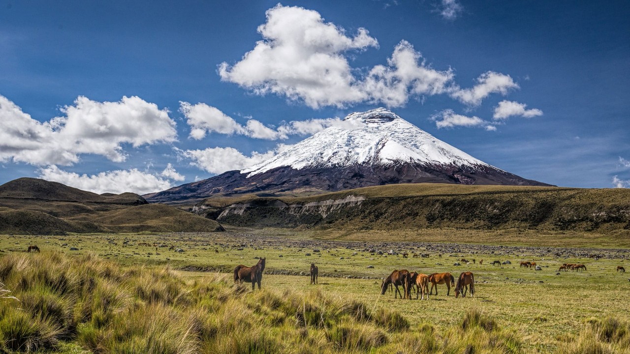 Volcán Cotopaxi con manada de caballos en el páramo ecuatoriano