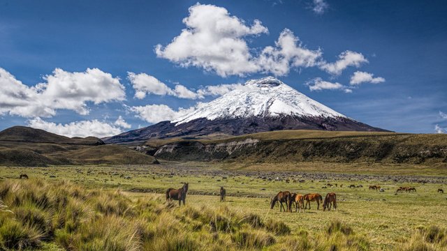 Volcán Cotopaxi con manada de caballos en el páramo ecuatoriano