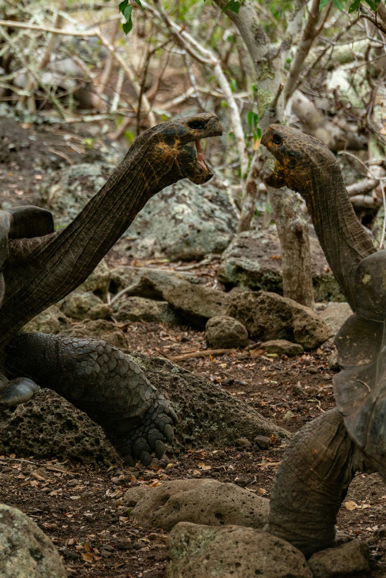 Iguana marina en las Islas Galápagos