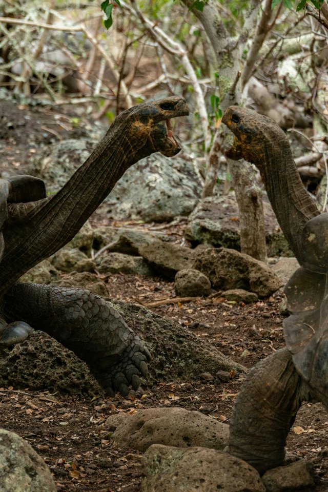 Iguana marina en las Islas Galápagos