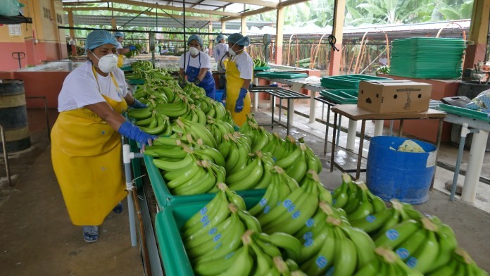 Procesamiento de banano en planta ecuatoriana
