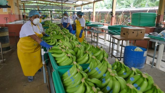 Procesamiento de banano en planta ecuatoriana