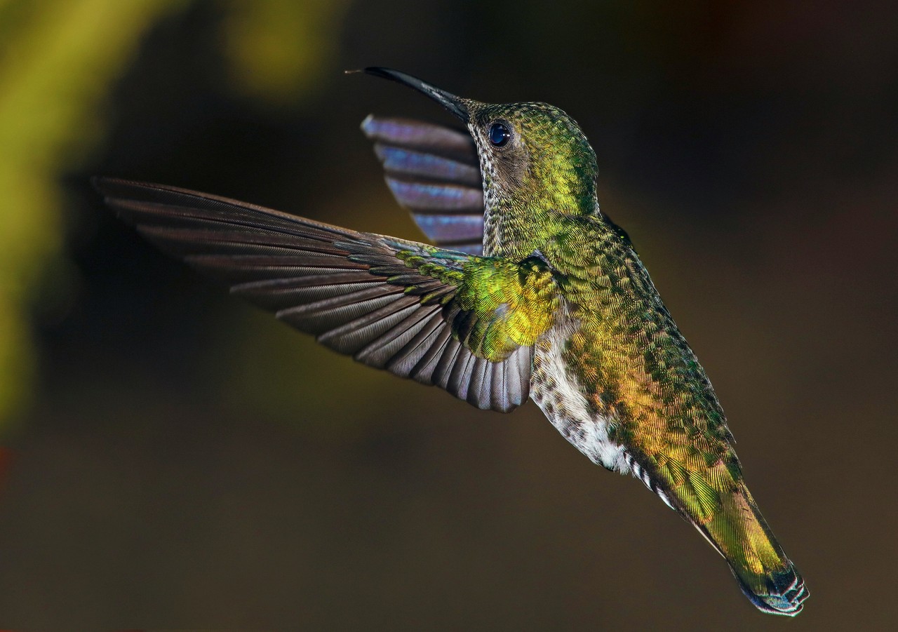 Colibrí en vuelo: captura de la fauna ecuatoriana