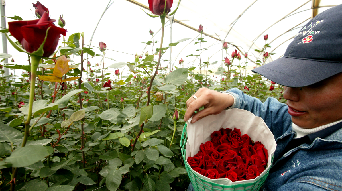 Trabajador cosechando rosas en invernadero ecuatoriano