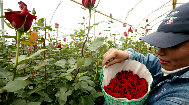 Trabajador cosechando rosas en invernadero ecuatoriano
