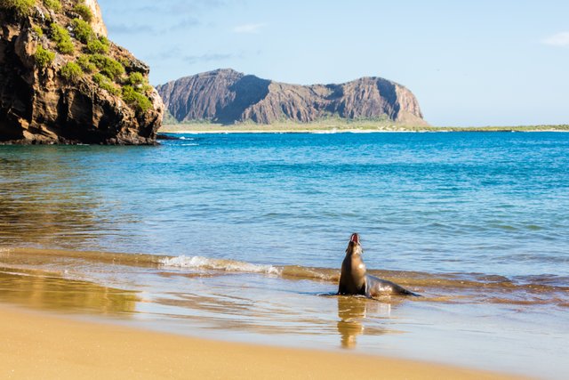 León marino en las playas de Galápagos, Ecuador