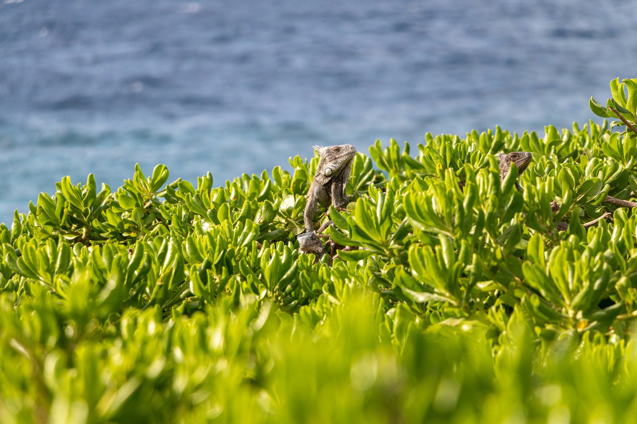 Iguana marina en vegetación de Galápagos
