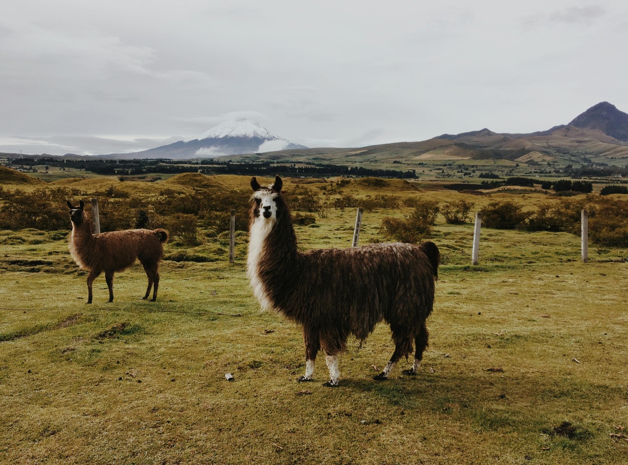 Llamas en los Andes ecuatorianos con el Cotopaxi de fondo