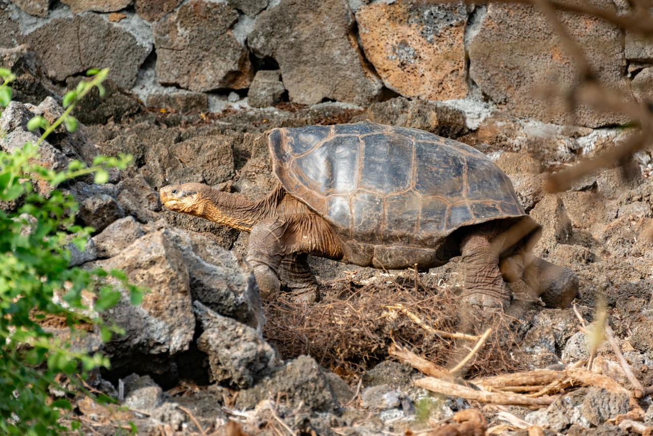 Tortuga gigante de Galápagos en su hábitat natural