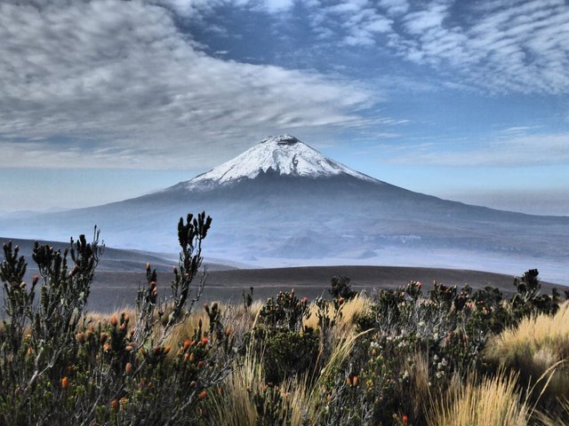 Volcán Cotopaxi con flora andina en primer plano