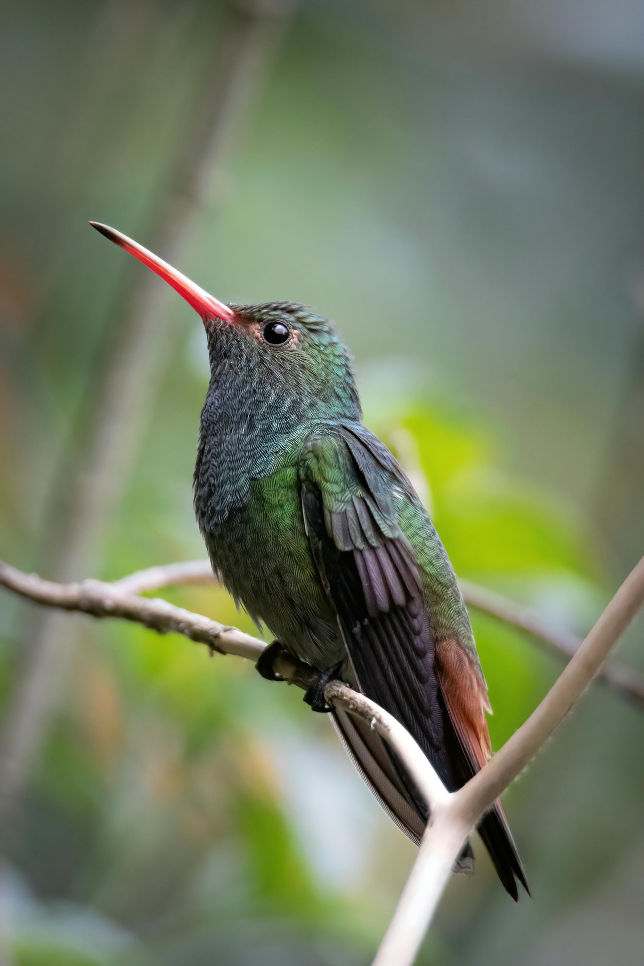 Colibrí en perfil: joya de la biodiversidad ecuatoriana