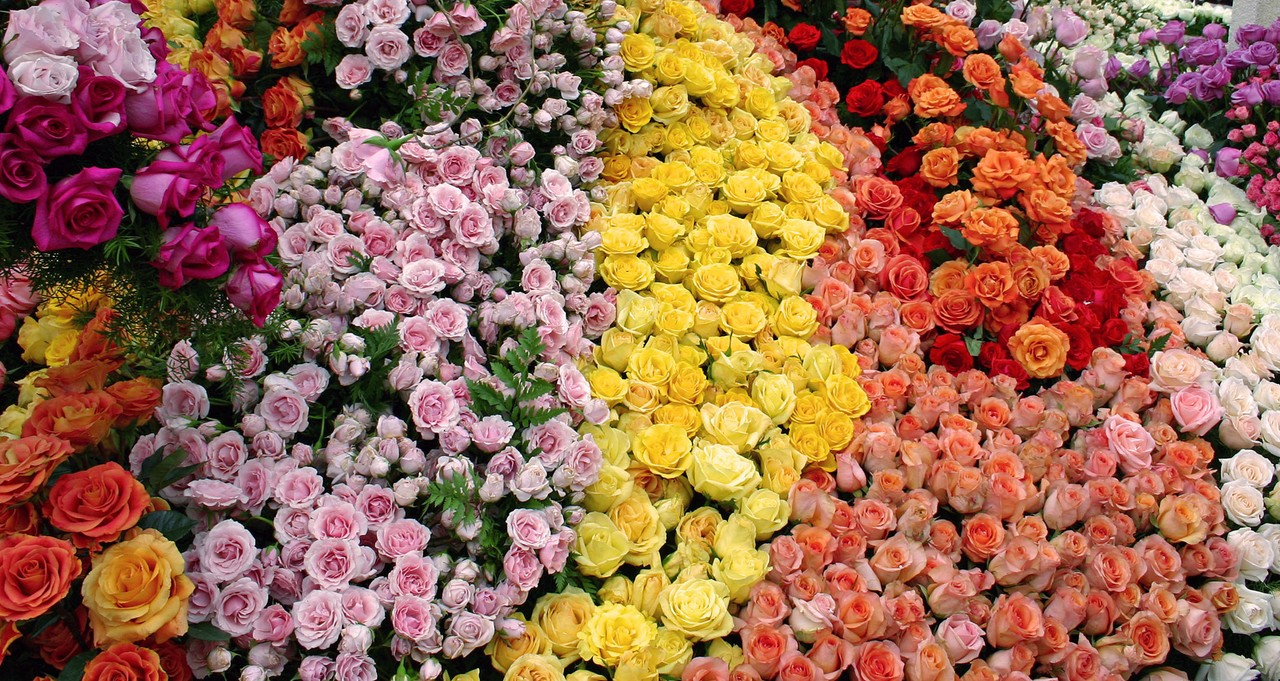 Flores de exportación ecuatoriana: variedad de colores y especies