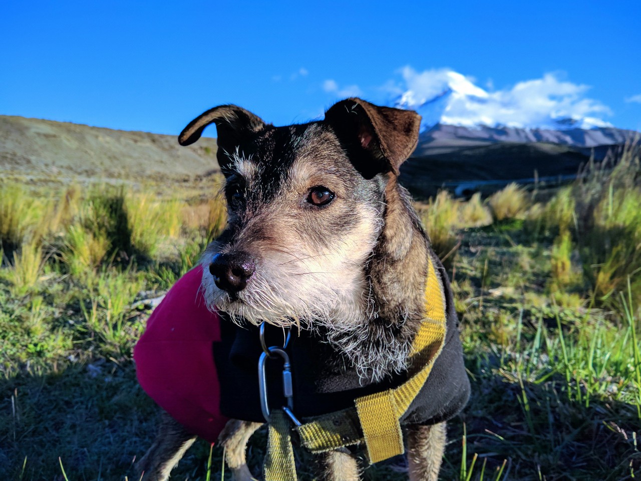Perro en las montañas de Chimborazo, Ecuador