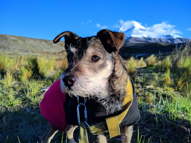 Perro en las montañas de Chimborazo, Ecuador