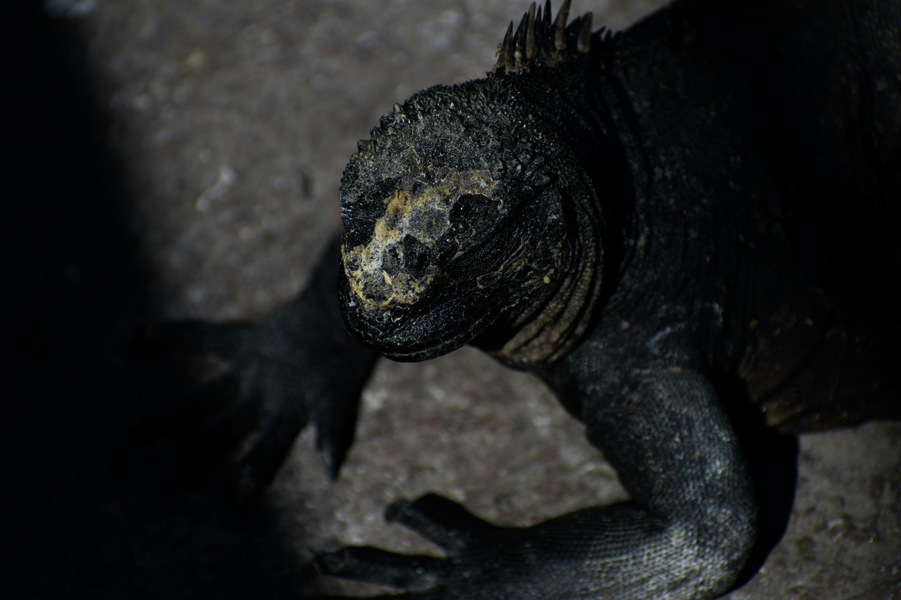 Iguana marina de Galápagos descansando en roca