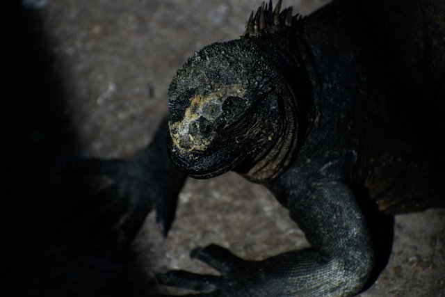 Iguana marina de Galápagos descansando en roca
