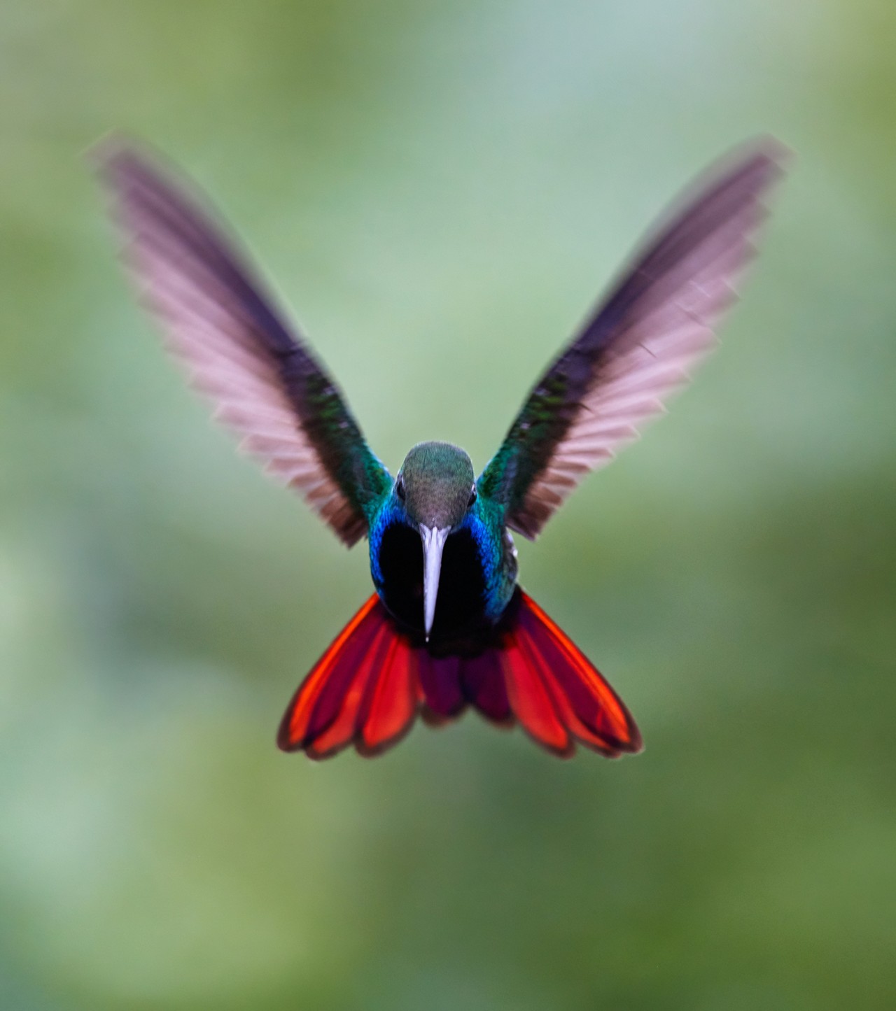 Colibrí negro y rojo en vuelo - fauna de Ecuador