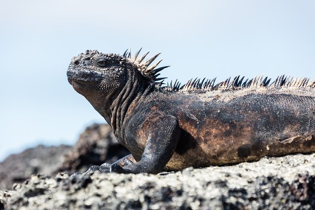 Iguana marina en las islas Galápagos de Ecuador