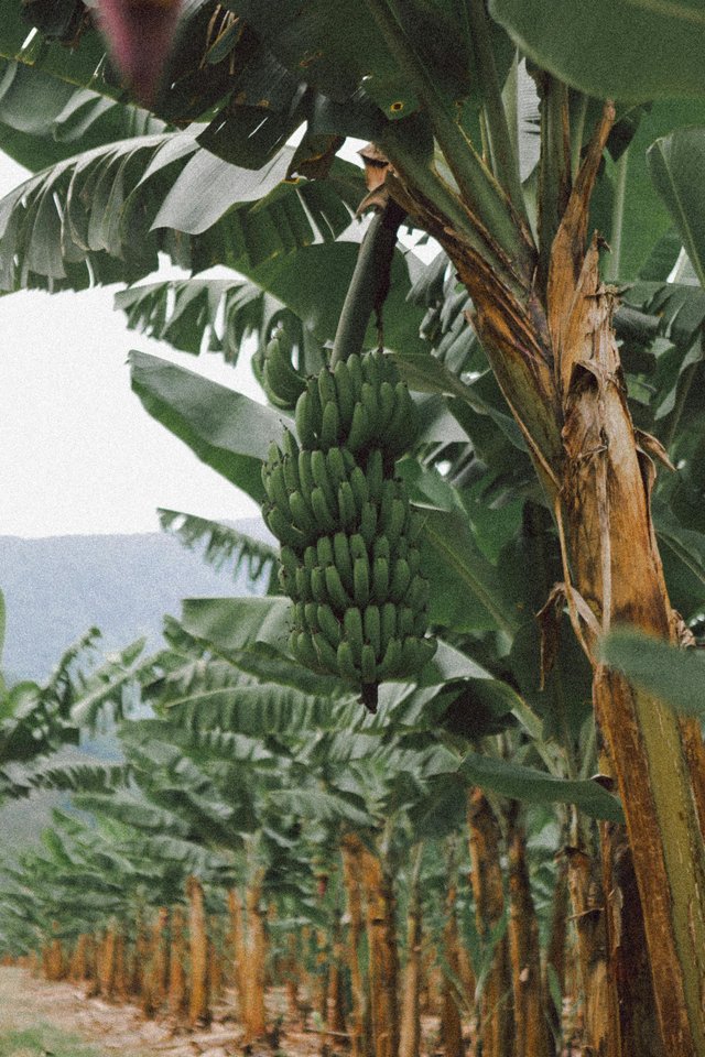 Cultivo de banano en plantación ecuatoriana