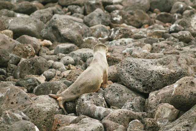 Iguana marina en rocas de Galápagos