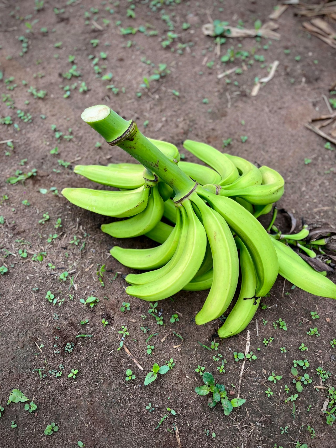 Racimo de plátanos verdes listos para cosecha en tierras ecuatorianas