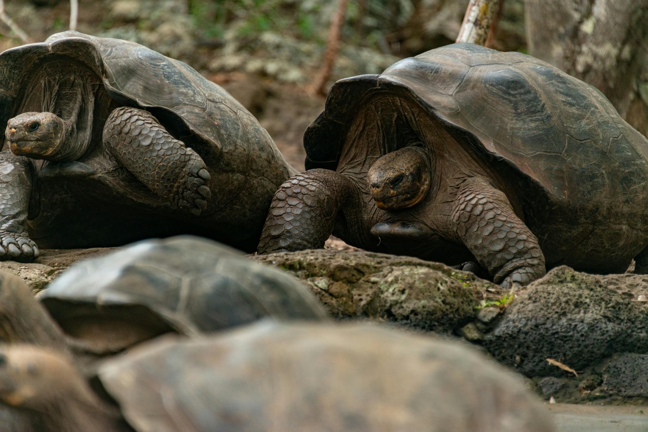 Tortugas gigantes de Galápagos en su hábitat natural