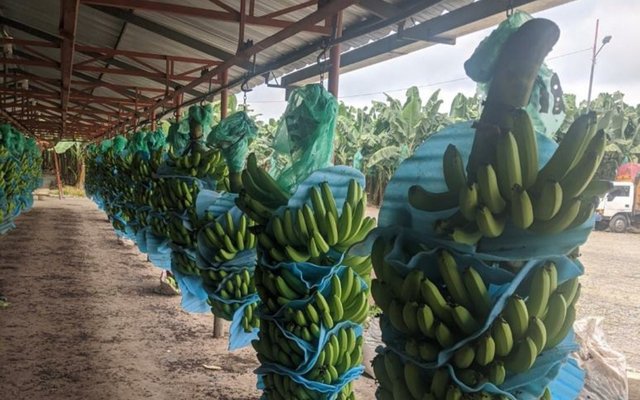 Proceso de cosecha y almacenamiento de banano en plantación ecuatoriana