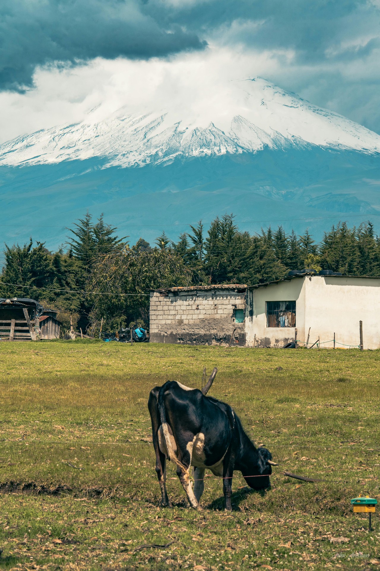 Ganadería en zona andina ecuatoriana con vista al volcán