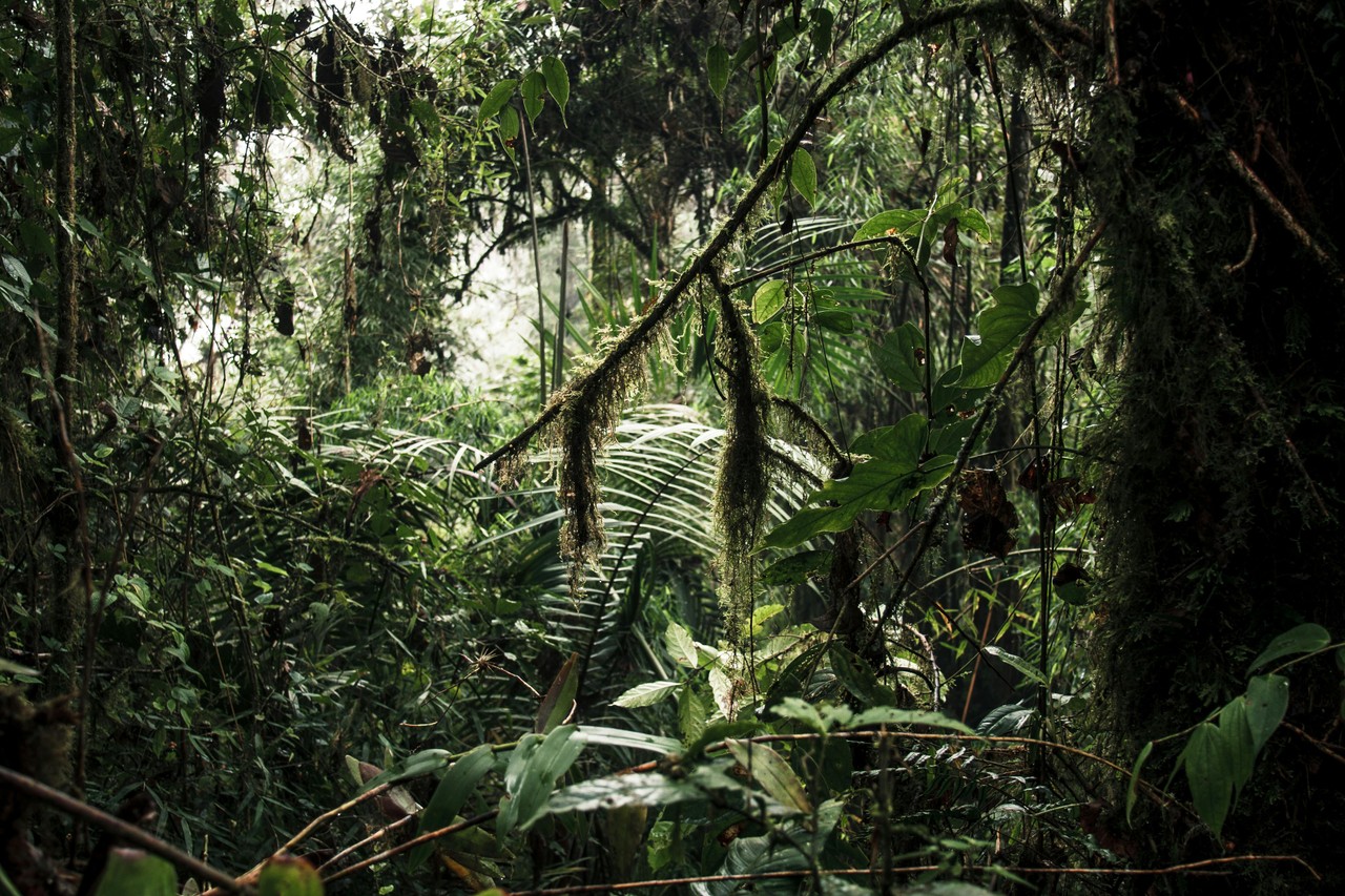 Bosque tropical amazónico del Ecuador