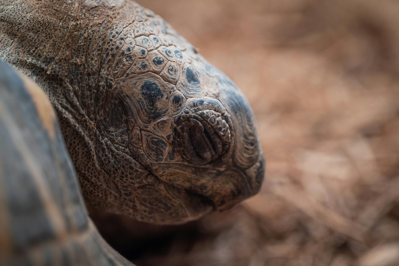 Tortuga gigante de Galápagos