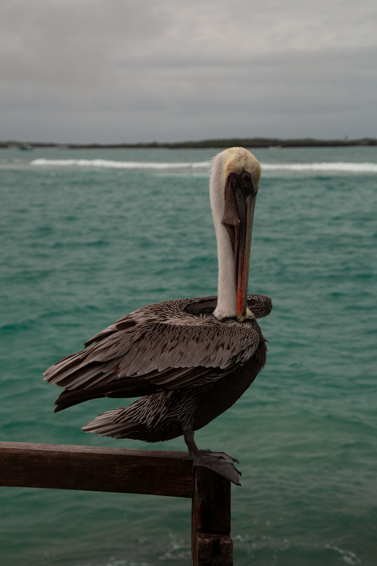 Pelícano en la costa ecuatoriana