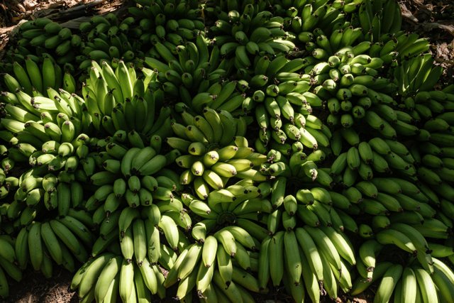 Cosecha de plátanos en plantación ecuatoriana