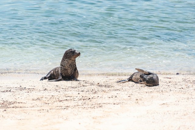 Leones marinos en playa de Galápagos