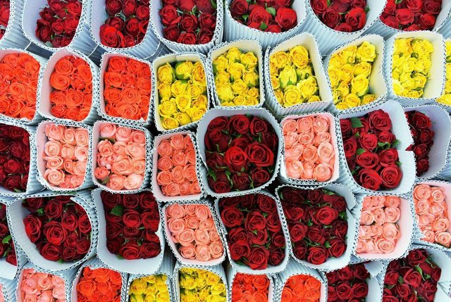 Rosas frescas empacadas para exportación ecuatoriana