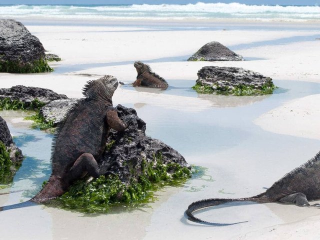 Iguanas marinas en las playas de Galápagos