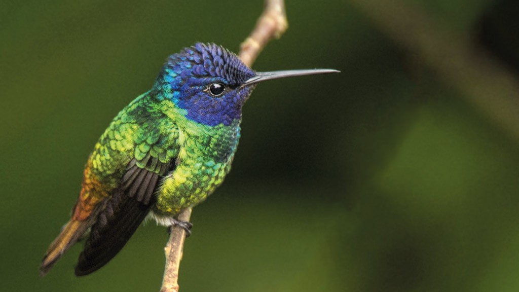 Colibrí azul y verde: joya de la fauna ecuatoriana