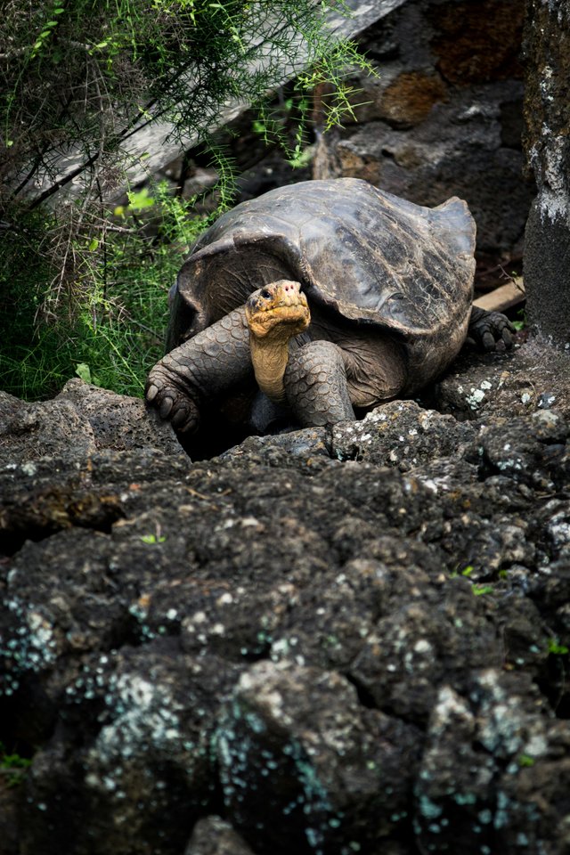 Tortuga gigante de Galápagos sobre rocas volcánicas