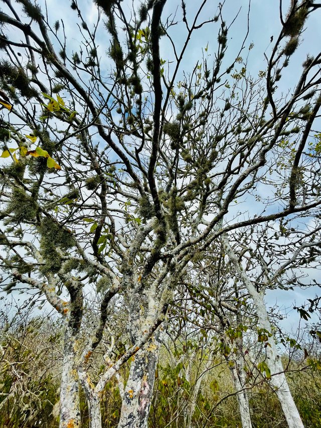 Vegetación natural de Galápagos