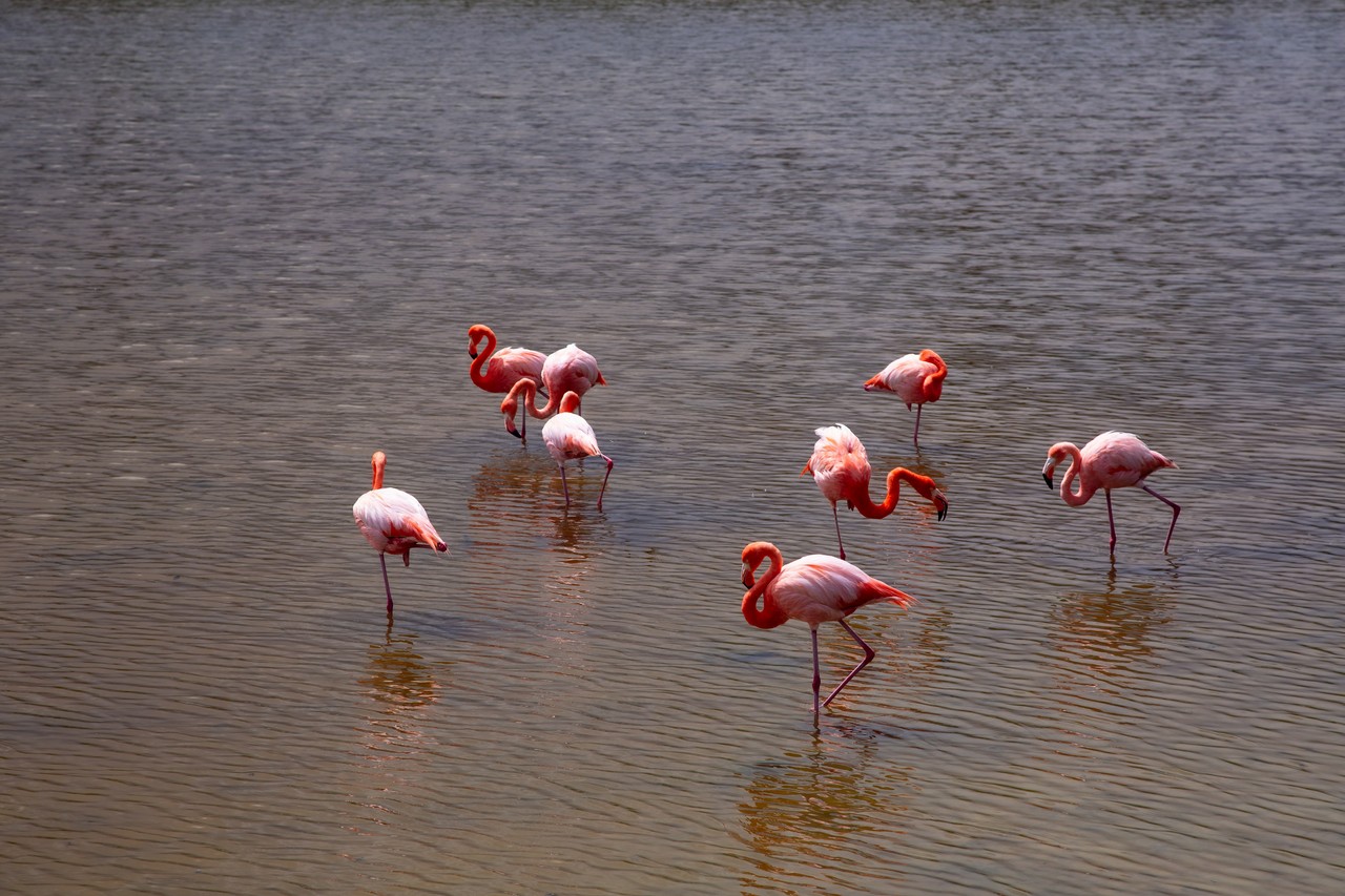 Flamencos rosados en humedal ecuatoriano
