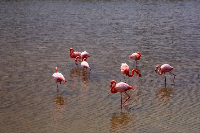 Flamencos rosados en humedal ecuatoriano