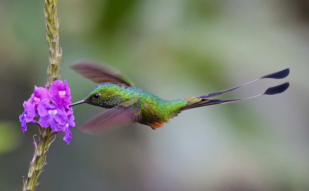 Colibrí Booted Racket-tail volando sobre flor